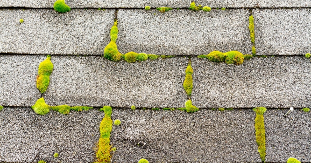 Moss