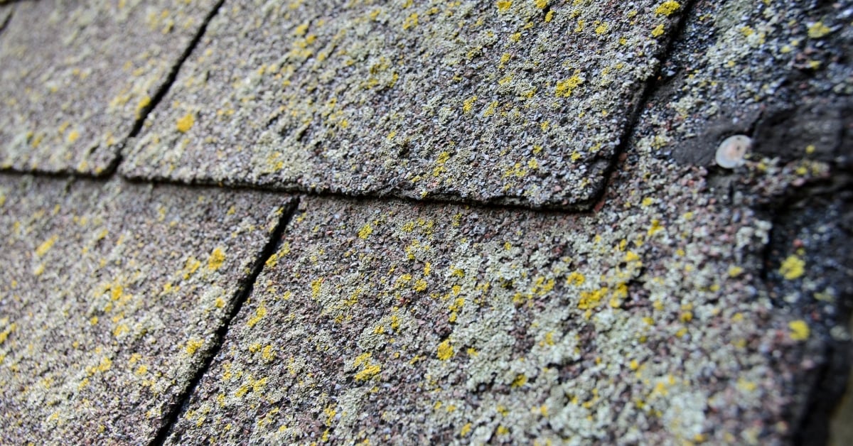 lichen